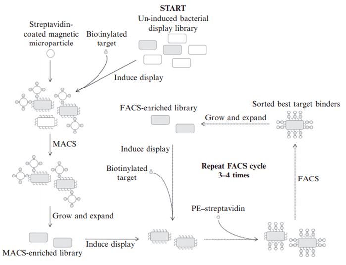 细菌展示肽库中目标结合肽的鉴定(Getz et al. 2012)