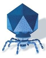 创造性生物实验室的噬菌体展示系统vwin